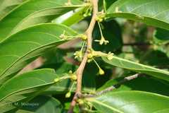 Glochidion ellipticum